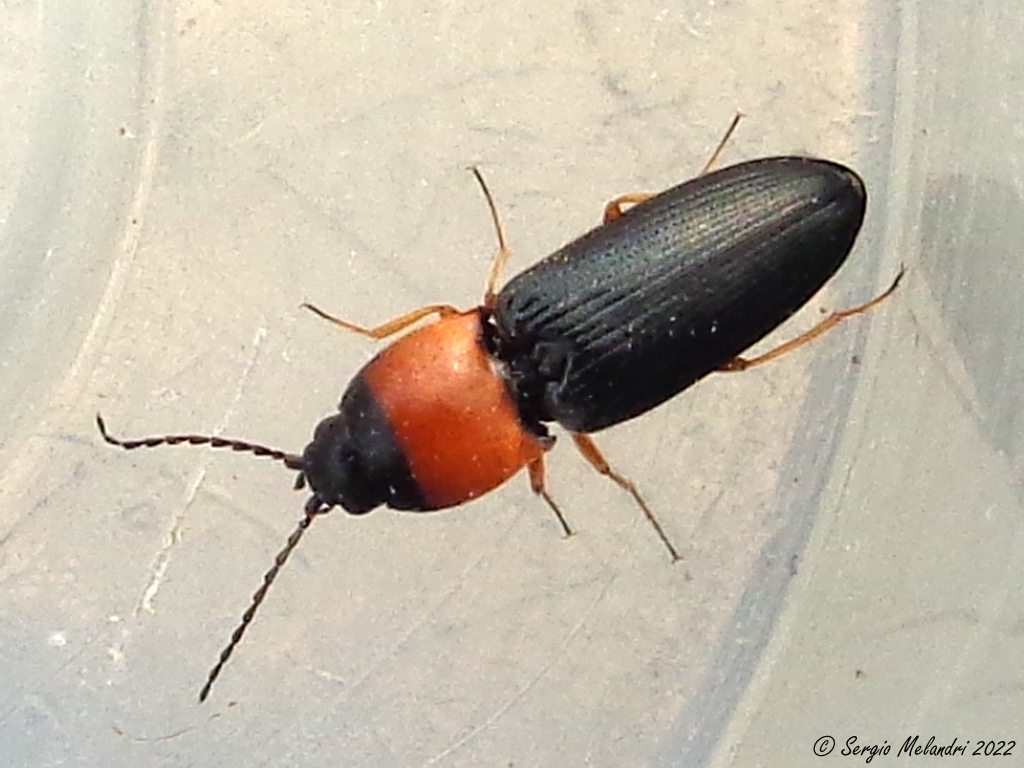Elateridae: Cardiophorus anticus